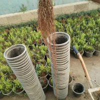 گل و گیاه|گل و گیاه طبیعی|خرم‌آباد (تنکابن), |دیوار