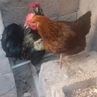 با سلام مورغ و خورس