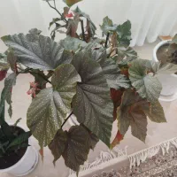 گل عروس هندی