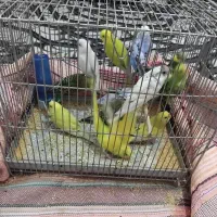 مرغ عشق 14عدد تک و تعداد بفروش می‌رسد