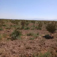 فروش باغ پسته۱۲ ساله بارده سنددار۱۰۰۰متر