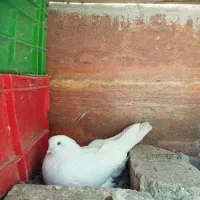 کبوتر تهرانی نر گمشده در فارسان|حیوانات|فارسان, |دیوار