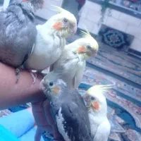 عروس هلندی چشم شرابی