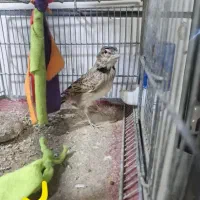 سهره خاکی|پرنده|روانسر, |دیوار