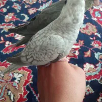 عروس هلندی آلبینو|پرنده|فرح دشت, |دیوار