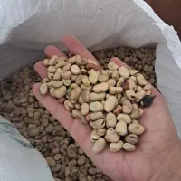 باقالی نیشابور