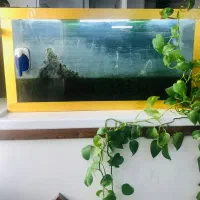 اکواریوم معاوضه با چیزی که به دردم بخوره|ماهی|مشهد, آزادشهر|دیوار