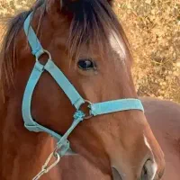 مادیان عرب اصیل **اقساط**