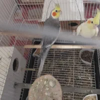 عروس هلندی|پرنده|قم, ولیعصر|دیوار