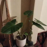 گل و گیاه باباآدم