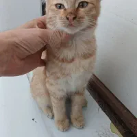 گربه رایگان|گربه|لاهیجان, انقلاب|دیوار