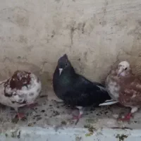 سه‌عدد‌کبوتر‌|پرنده|گمیشان, |دیوار