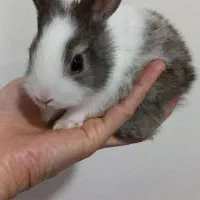بچه خرگوش جرسی