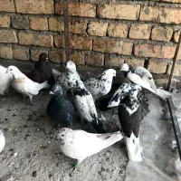 ۱۴کفتر ۱۶۰۰|پرنده|کاشان, پشت شهربانی|دیوار