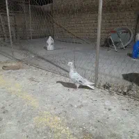 یه سرور دم سفید آس ماده و دو عدد آلمانی