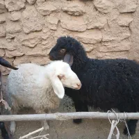 فروش بره|حیوانات مزرعه|تفت, |دیوار