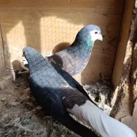 خوشرنگ یال افشون چاپی،طوقی همدانی|پرنده|لنجان, |دیوار