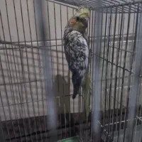 سلام فرش عروس هلندی نیمه دستی