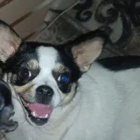 حیوانات|سگ|هشتگرد, شهرک ریحانه|دیوار