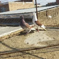 سه عدد کبوتر|پرنده|گنبد کاووس, |دیوار