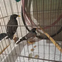 خوشگل مینا|پرنده|رشت, معلولین|دیوار