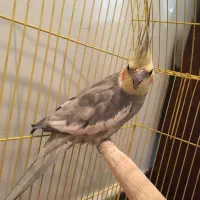 عروس سالم سرحال دستی متوسط دوکلمه حرف میزنه با قفس|پرنده|خوانسار, |دیوار