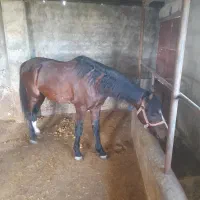 اسب فروشی|اسب و تجهیزات اسبسواری|رویان, |دیوار