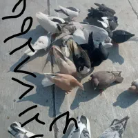 یک دسته کفتر برای یک بوم