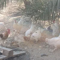 مرغ و خروس محلی|حیوانات مزرعه|اهرم, |دیوار