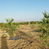 فروش باغچه 3500متری واقع در شبانکاره میمند|فروش زمین و ملک کلنگی|شیراز, عادل آباد|دیوار