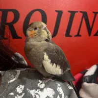 فروش ۳عددعروس هلندی  دوتا نر ویه ماده