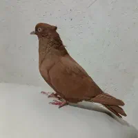 کبوتر نر زرد