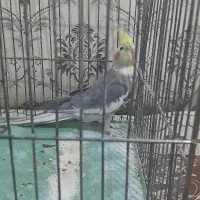 عروس هلندی مولد