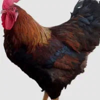 فروش خروس