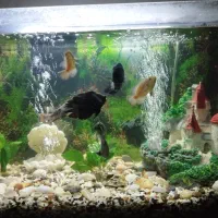 ماهی آکواریوم