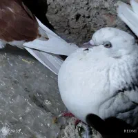 کبوتر|پرنده|ماکو, |دیوار
