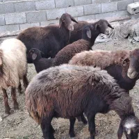 میش بره افشاری