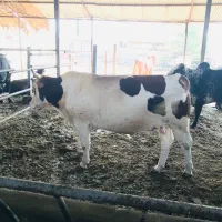 نگهبانی و کار در گاوداری