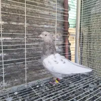 کفتر ماده|پرنده|شیراز, شهرک فرهنگیان|دیوار
