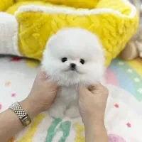 توله پامرانین اصیل، تاینی و عروسکی