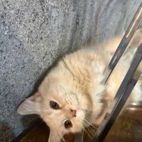 واگذاری گربه میکس پرشین و دی اس اچ رایگان