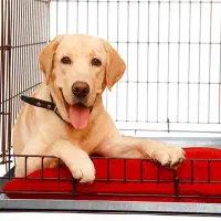 پانسیون نگهداری سگ های کوچک و بزرگ