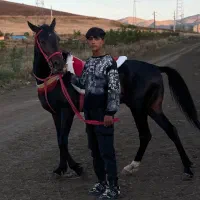 اسب‌کورد