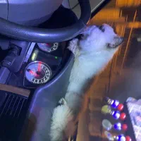 گربه هیمالین|گربه|اردبیل, |دیوار