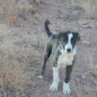 سگ ماده ۵ماهه