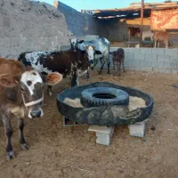 گاو و گوساله|حیوانات مزرعه|کردیان, |دیوار