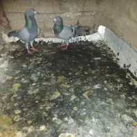 کفتر المانی