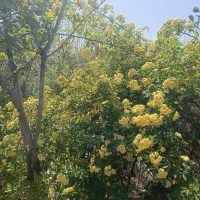 سویت ویلا اجاره ای|اجارهٔ کوتاهمدت آپارتمان و سوئیت|دلیجان, |دیوار