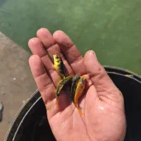 ماهی کوی|ماهی|مهریز, |دیوار