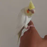 جوجه عروس هلندی دو ماهه|پرنده|تهران, مسعودیه|دیوار